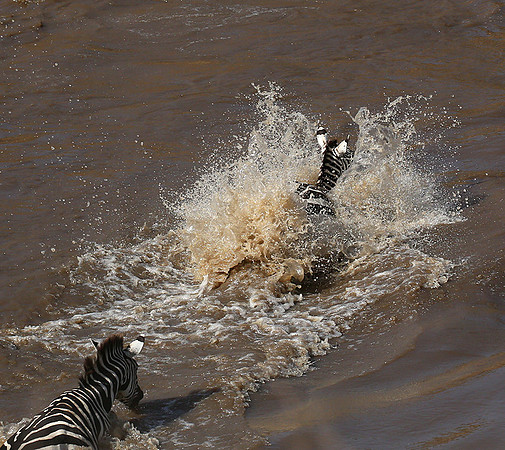 Masaï Mara - crossing the river