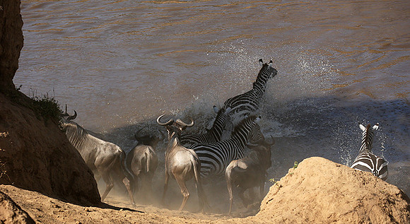 Masaï Mara : crossing the Mara river