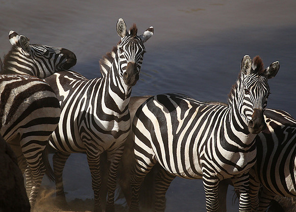 Masaï Mara : waiting to cross the Mara river