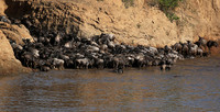 Masaï Mara - crossing the river