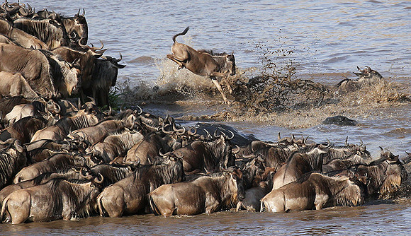 Masaï Mara - crossing the river