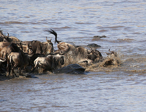 Masaï Mara : crossing the Mara river