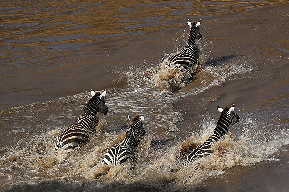 Masaï Mara : crossing the Mara river