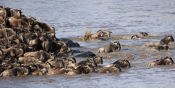 Masaï Mara - crossing the river