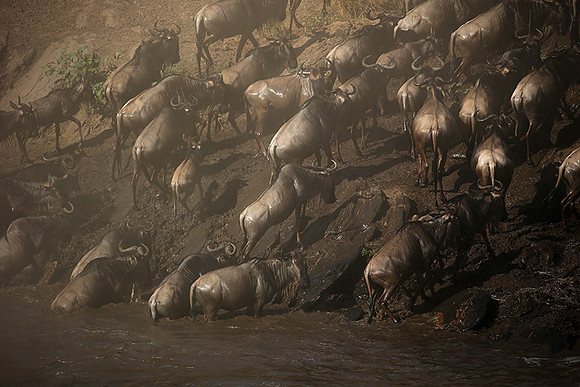 Masaï Mara - crossing the river