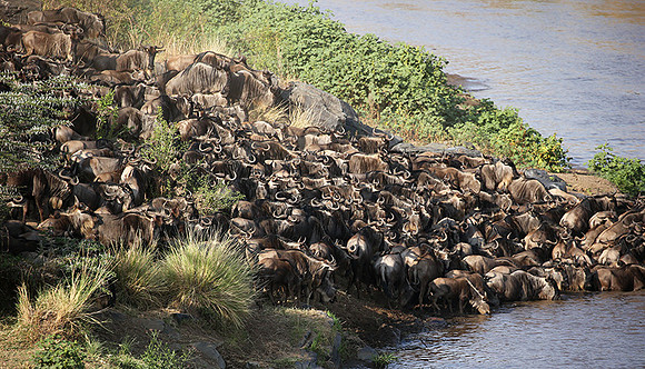 Masaï Mara - crossing the river