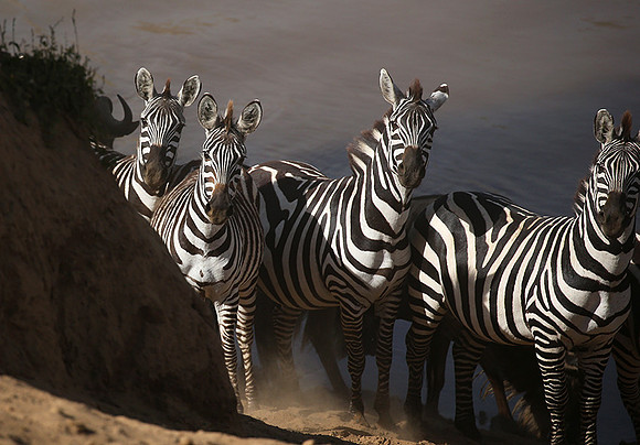 Masaï Mara : waiting to cross the Mara river