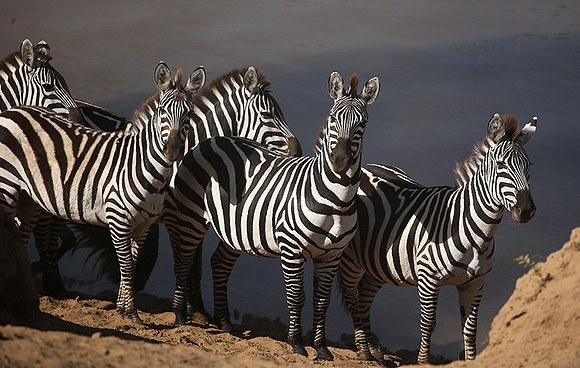 Masaï Mara : waiting to cross the Mara river