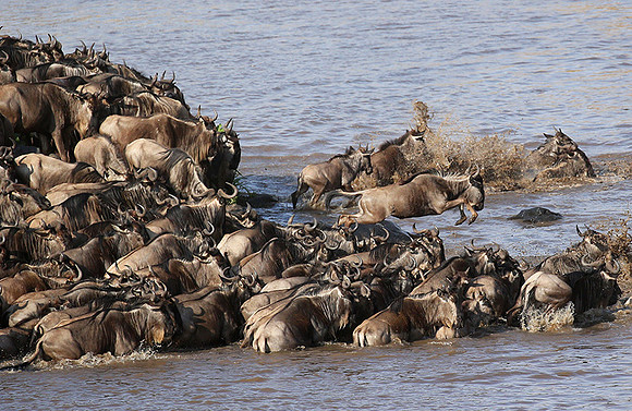 Masaï Mara - crossing the river