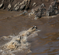 Masaï Mara - crossing the river