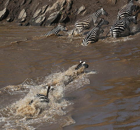 Masaï Mara - crossing the river