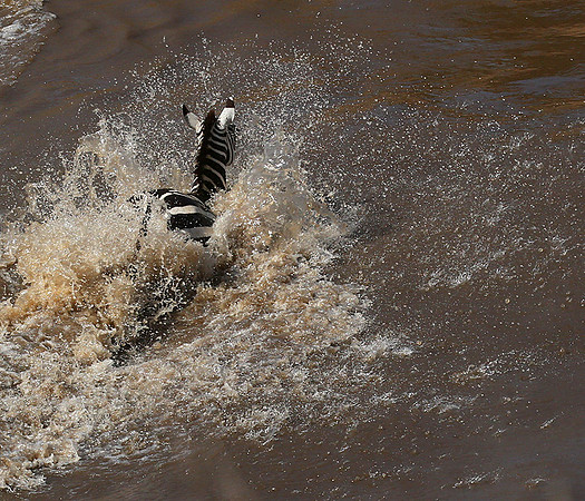 Masaï Mara : crossing the Mara river