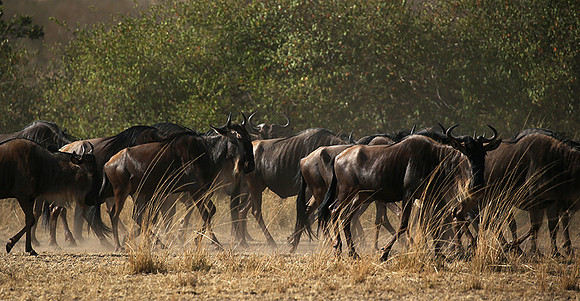 Gathering before crossing the river