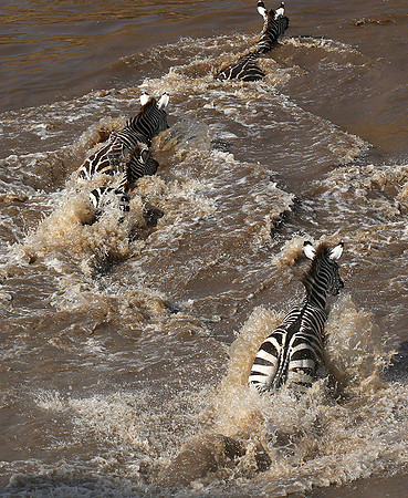 Masaï Mara : crossing the Mara river