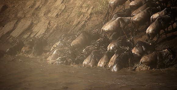 Masaï Mara - crossing the river
