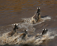 Masaï Mara - crossing the river