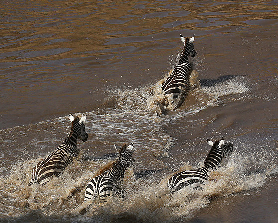 Masaï Mara - crossing the river