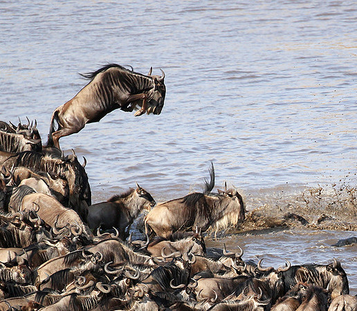 Masaï Mara - crossing the river
