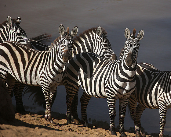 Masaï Mara : waiting to cross the Mara river
