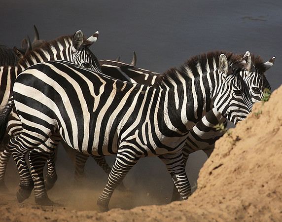 Masaï Mara : waiting to cross the Mara river