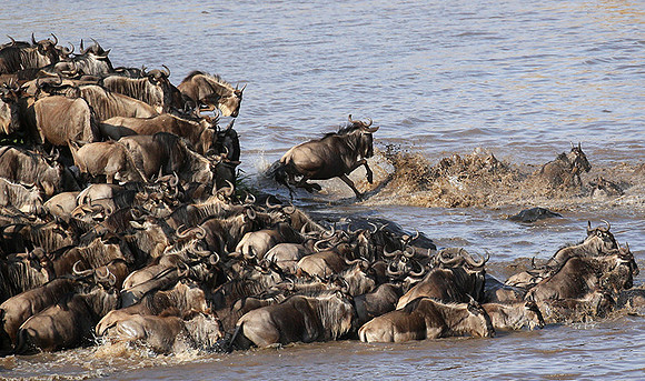 Masaï Mara - crossing the river