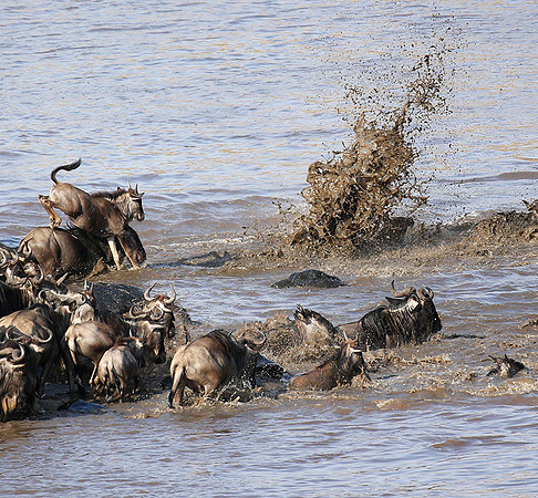 Masaï Mara - crossing the river