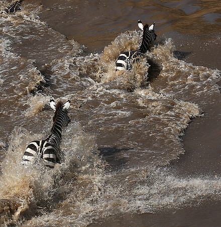 Masaï Mara : crossing the Mara river