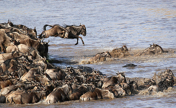 Masaï Mara : crossing the Mara river