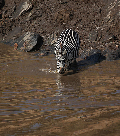 Masaï Mara - crossing the river