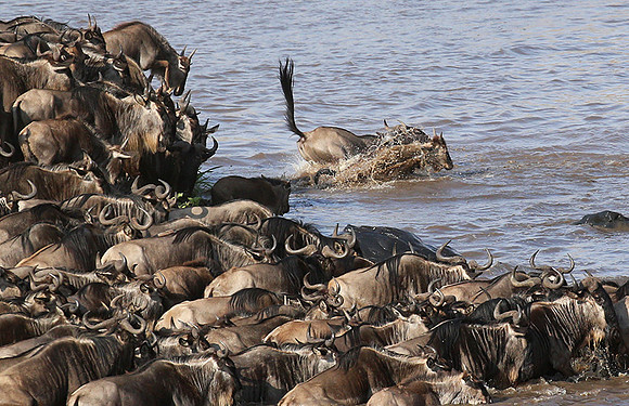 Masaï Mara - crossing the river