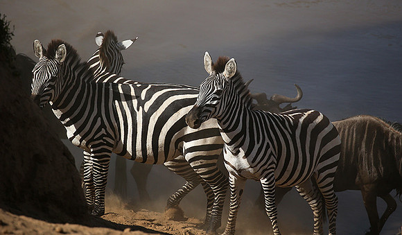 Masaï Mara : waiting to cross the Mara river