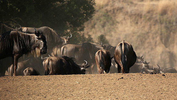Gathering before crossing the river