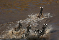 Masaï Mara - crossing the river