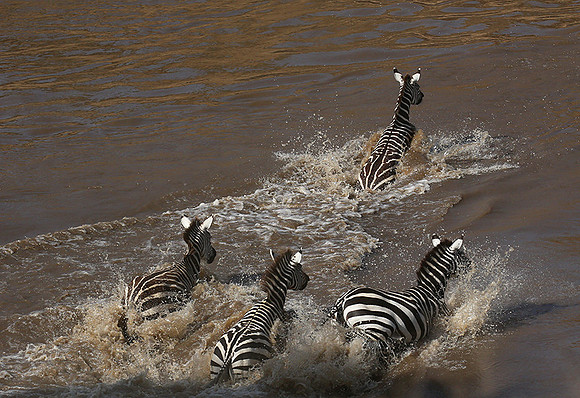 Masaï Mara - crossing the river