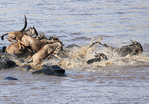 Masaï Mara - crossing the river