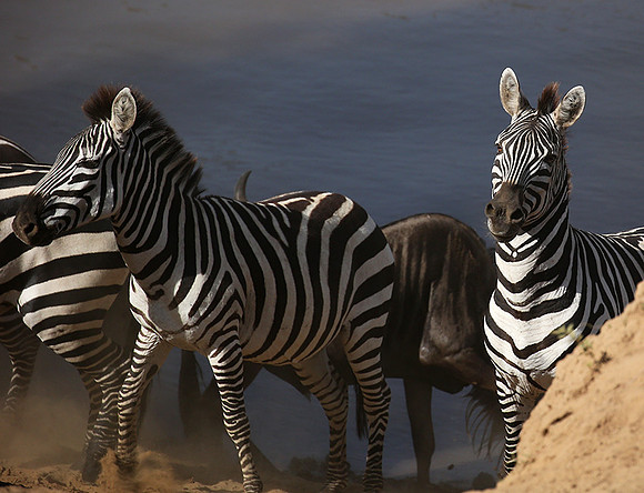 Masaï Mara : waiting to cross the Mara river