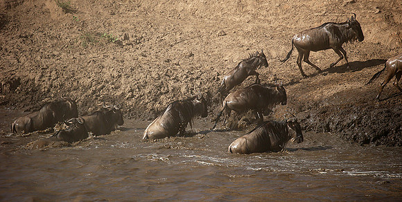 Masaï Mara - crossing the river