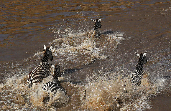 Masaï Mara : crossing the Mara river