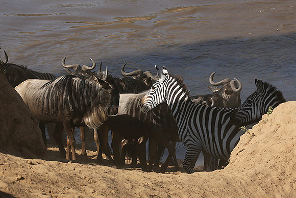 Masaï Mara - crossing the river