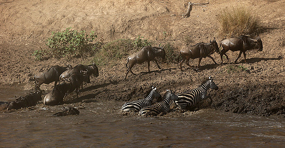 Masaï Mara - crossing the river