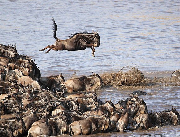Masaï Mara - crossing the river