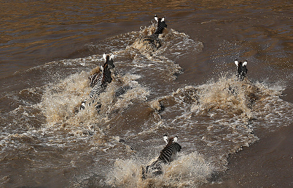 Masaï Mara : crossing the Mara river