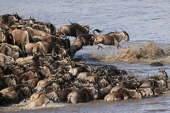 Masaï Mara - crossing the river