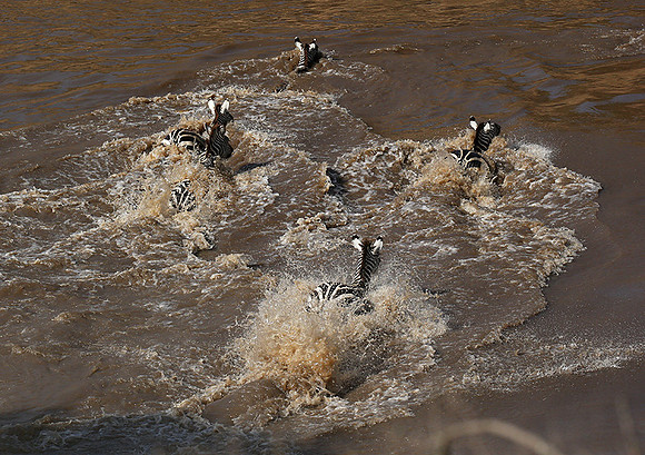 Masaï Mara : crossing the Mara river