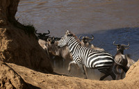 Masaï Mara - crossing the river