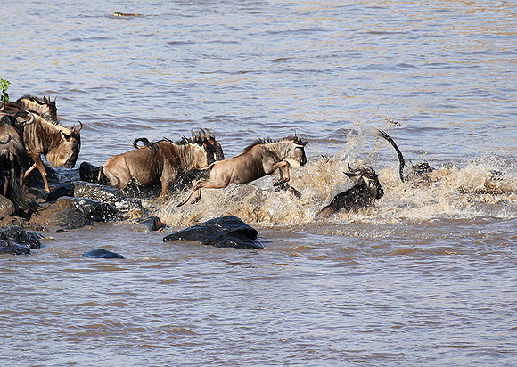 Masaï Mara - crossing the river