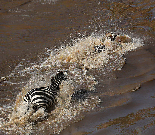 Masaï Mara - crossing the river
