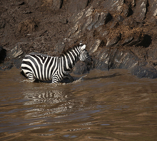 Masaï Mara - crossing the river