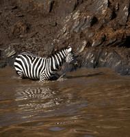 Masaï Mara - crossing the river