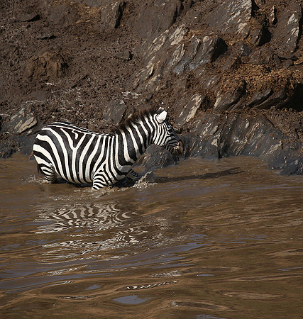 Masaï Mara - crossing the river